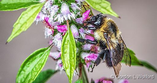 Busy Bee_P1180477.jpg - Photographed at Smiths Falls, Ontario, Canada.